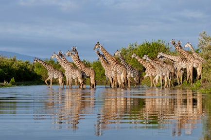 Giraffes in lake at Selous Game Reserve, Tanzania