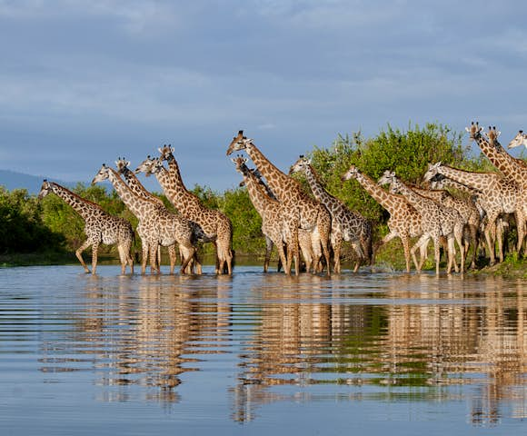 Giraffes in lake at Selous Game Reserve, Tanzania