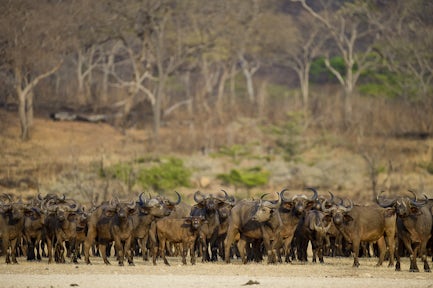 Buffaloes in Selous Game Reserve, Tanzania
