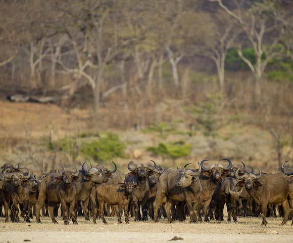 Buffaloes in Selous Game Reserve, Tanzania