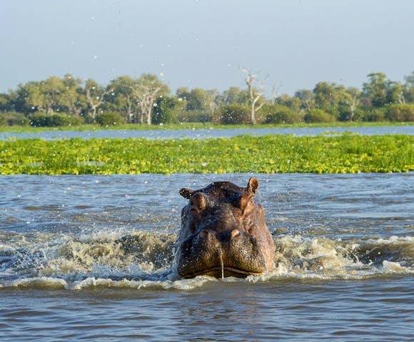 Hippo in lake at Selous Game Reserve, Tanzania