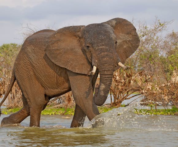 Elephant in river, Selous Game Reserve, Tanzania