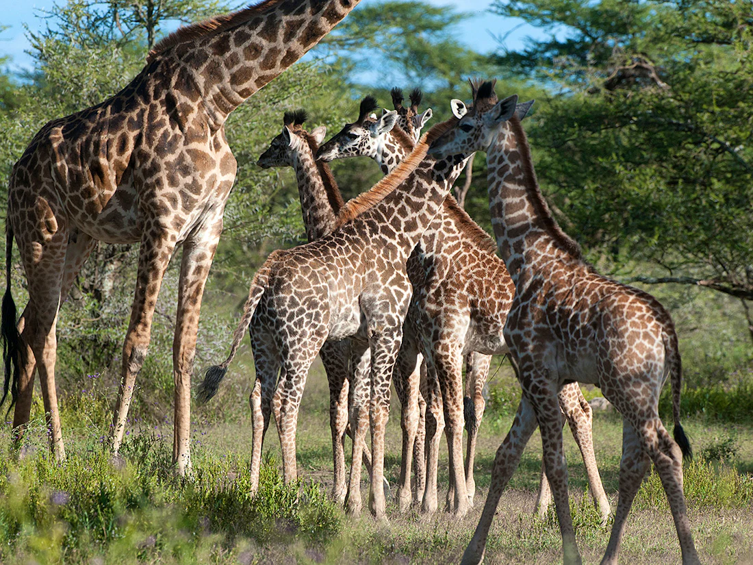 Ronjo Camp, Central Serengeti