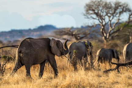 Tsavo West National Park