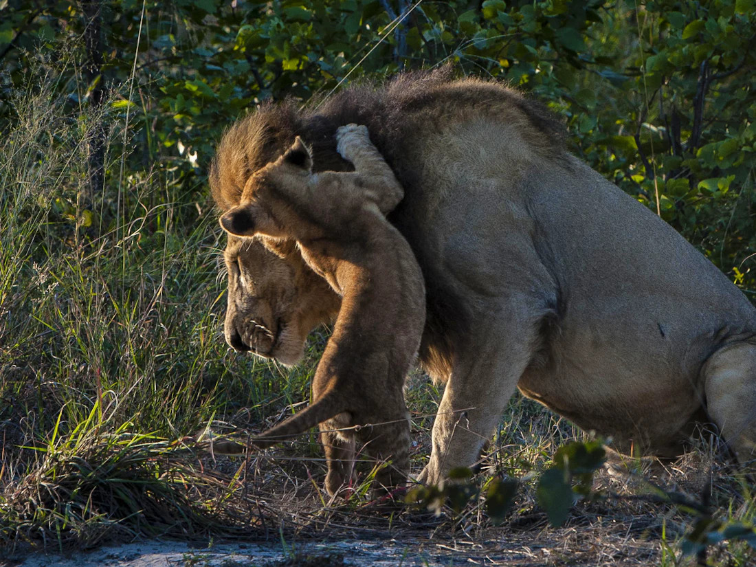 Lions in Botswana's Khwai region
