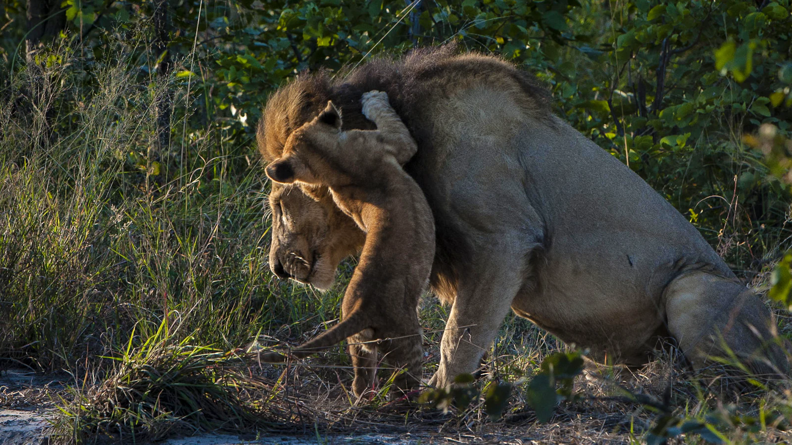 Wildlife in the waterways and grasslands of the Okavango Delta