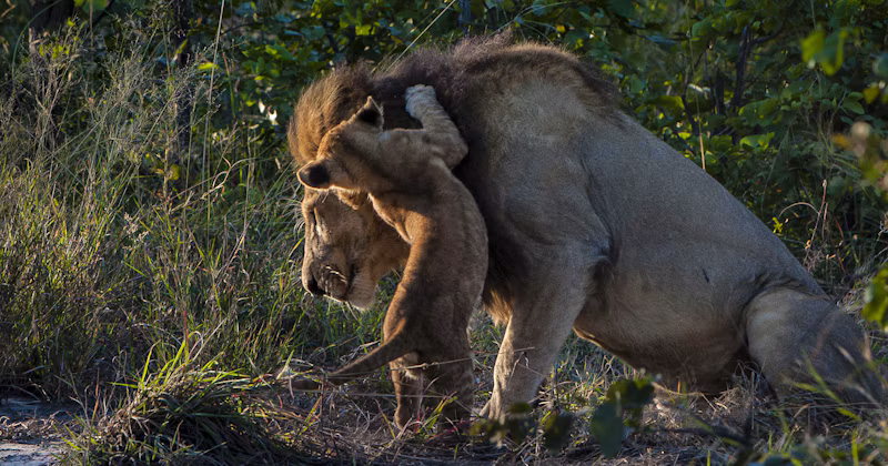 Vic Falls & Botswana Family Safari