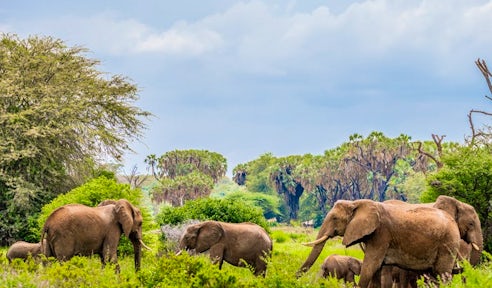 Samburu National Reserve