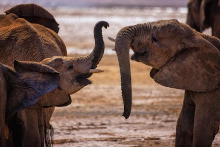 Masai Mara