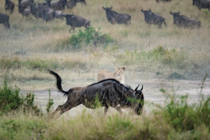 Masai Mara