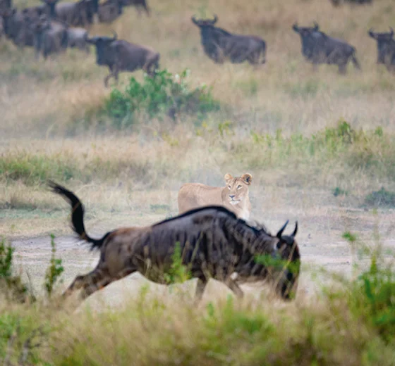 A lion in Tanzania's Serengeti National Park
