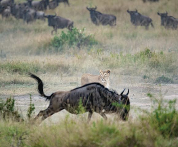 Kenya & Tanzania Safaris