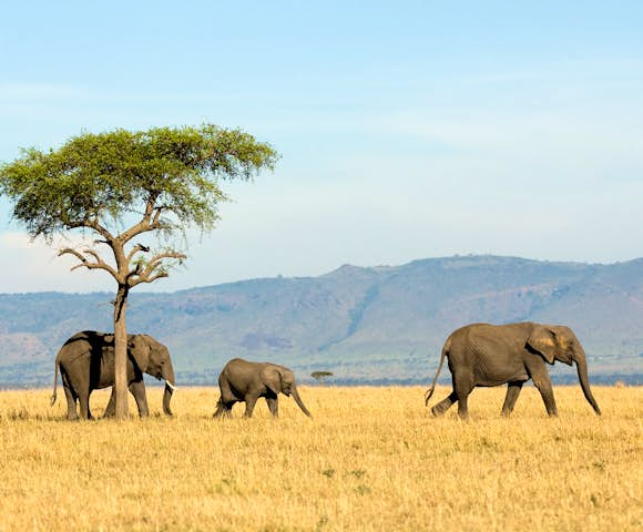 Safaris in Tanzania