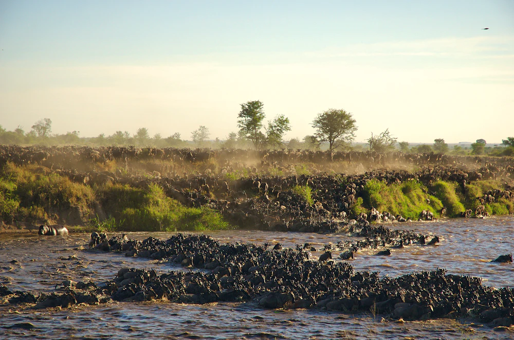 Wildebeest herds gathering at a river during the Great Migration, Serengeti, Tanzania