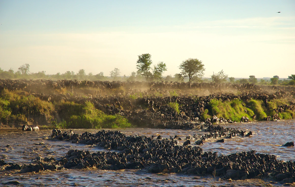 Large wildlife herds moving across the Serengeti landscape