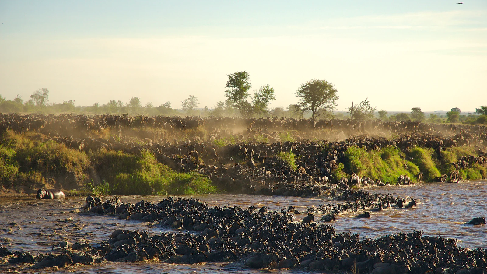 Wildebeest crossing a river in the Serengeti