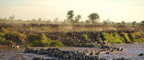 The Great Wildebeest Migration