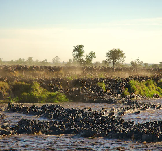 Wildebeest crossing a river in the northern Serengeti, Tanzania