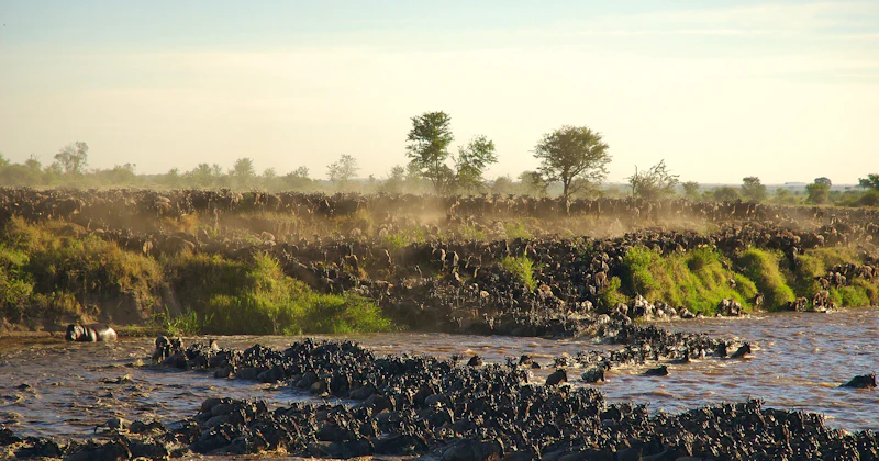 The Great Wildebeest Migration