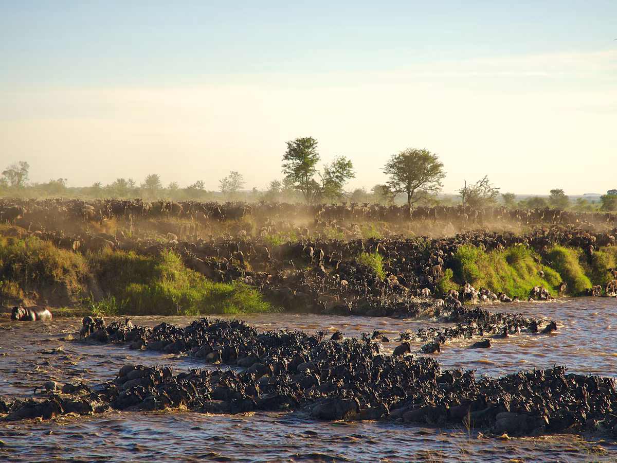 Wildebeest herds crossing a river during the Great Migration in the Serengeti, Tanzania