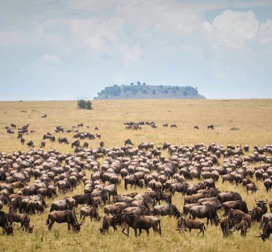 Wildebeest moving across the northern Serengeti plains