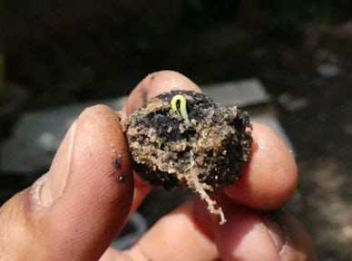 Taking Root
