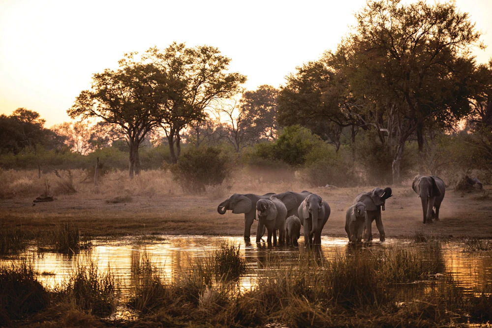 A breeding herd of elephants at a waterhole at golden hour in the Selinda Reserve, Botswana