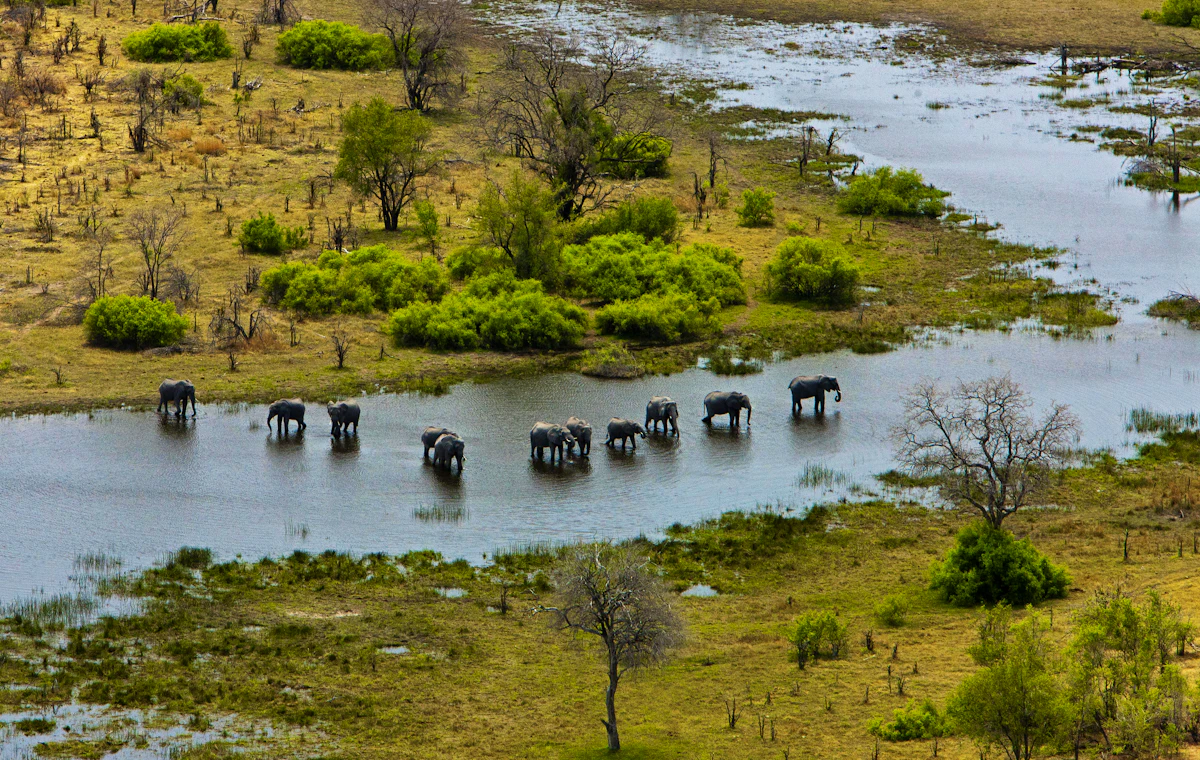 Aerial view of elephants crossing water in the Okavango landscape