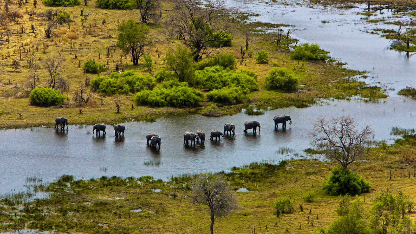 Elephants moving through the waterways of Botswana