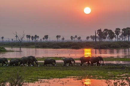 Sunset behind elephants at Selous Game Reserve, Tanzania