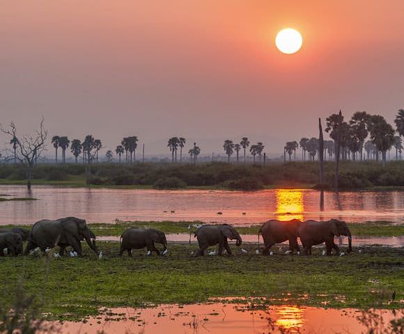Sunset behind elephants at Selous Game Reserve, Tanzania
