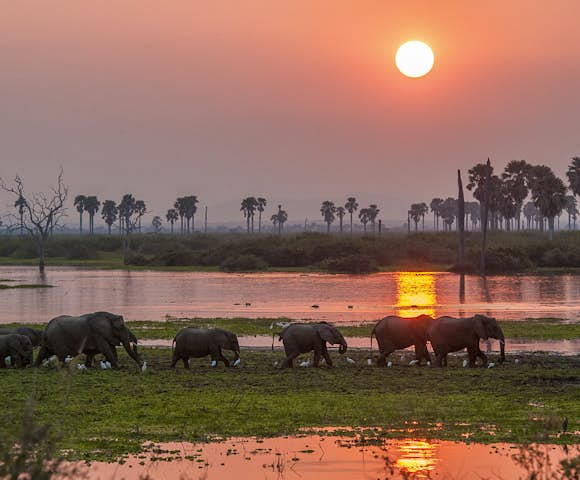 Sunset behind elephants at Selous Game Reserve, Tanzania