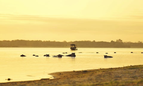 Hippos and boat on river at Selous Game Reserve, Tanzania