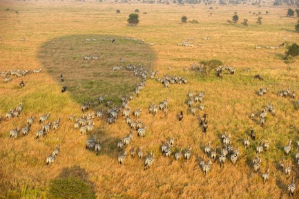 Serengeti Serena Safari Lodge