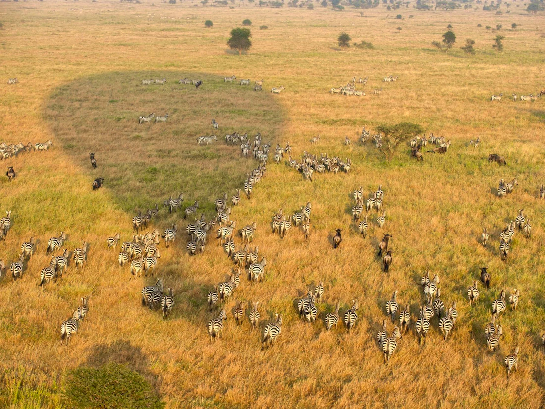 Serengeti Serena Safari Lodge, Central Serengeti