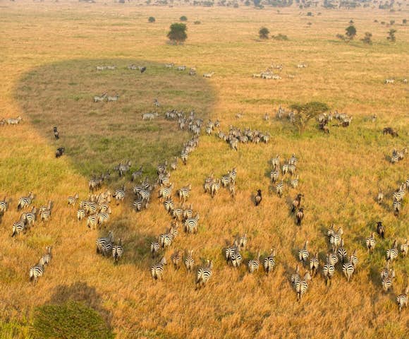 Serengeti Serena Safari Lodge
