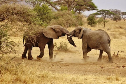 Tanzania Safari & Beach