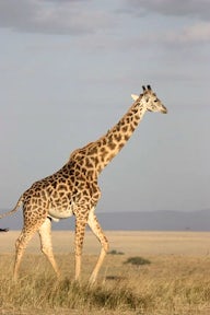 Namiri Plains Camp