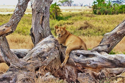 Meru National Park
