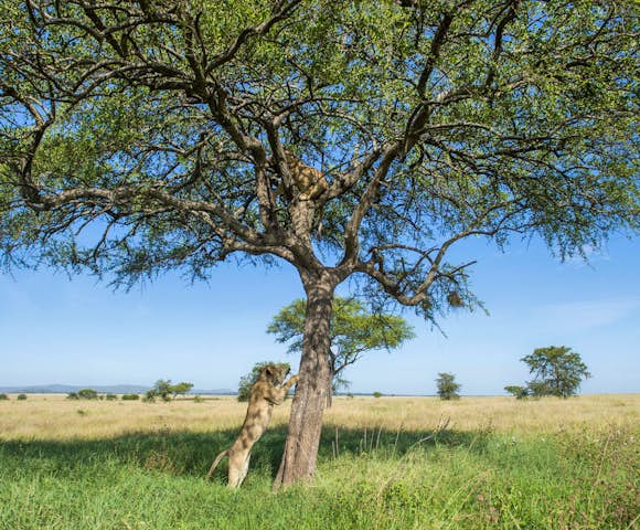 Singita Faru Faru Lodge