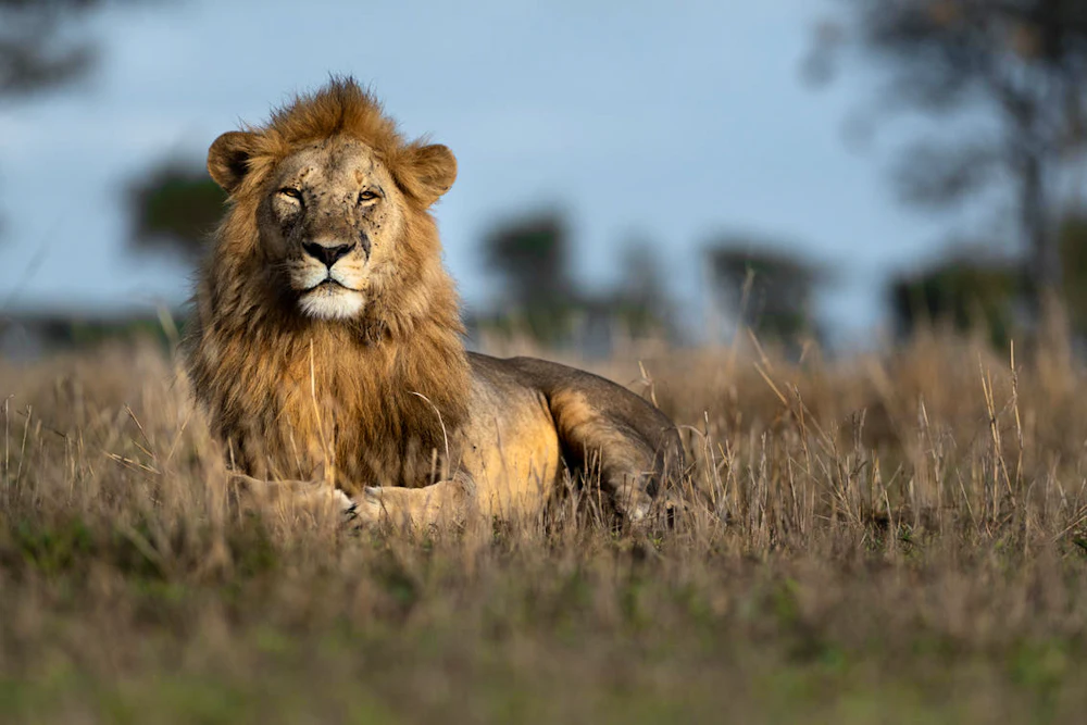 A male lion lying in golden grass in the Grumeti, western Serengeti, Tanzania