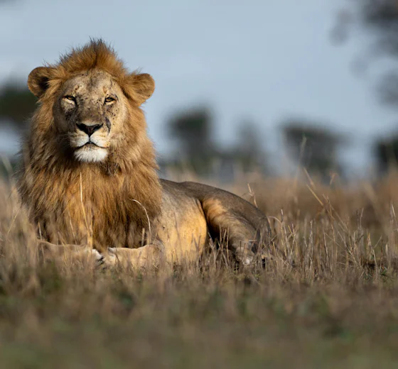 A male lion lying in golden grass in the Serengeti, Tanzania