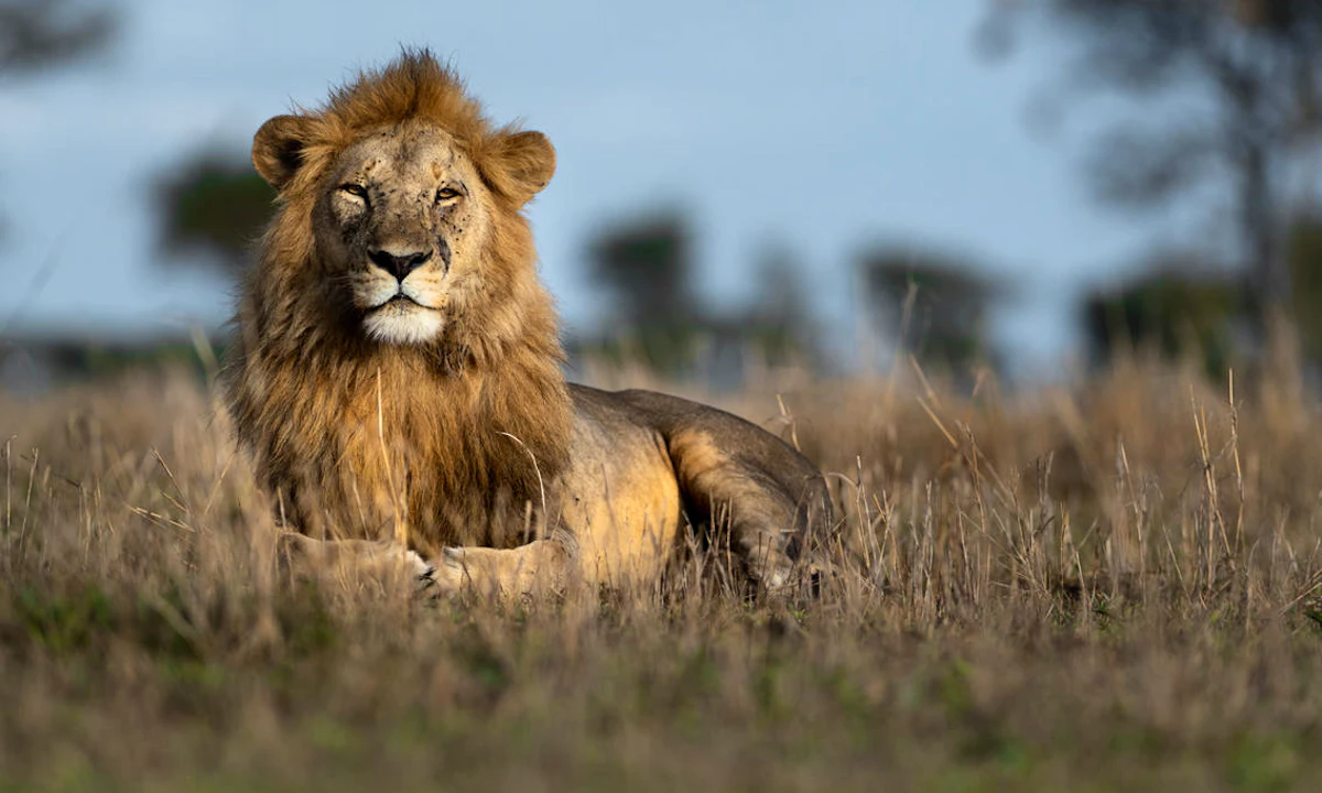 An exclusive safari lodge overlooking the African wilderness