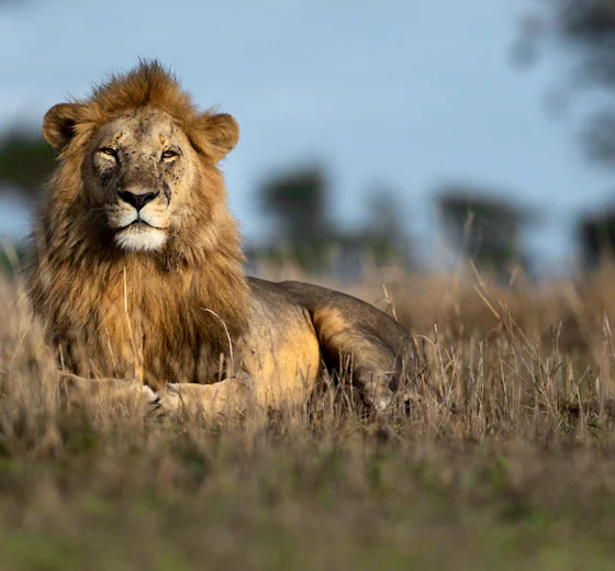 A male lion resting in Serengeti grassland, Tanzania