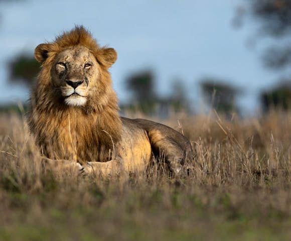 Singita Faru Faru Lodge