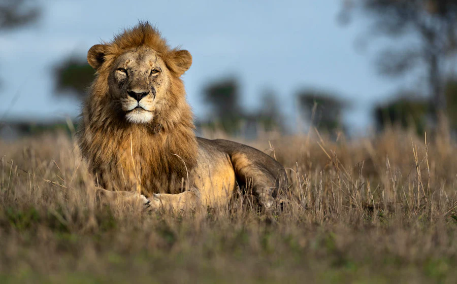 An exclusive safari lodge overlooking the African wilderness
