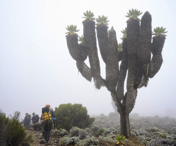 Mount Kilimanjaro