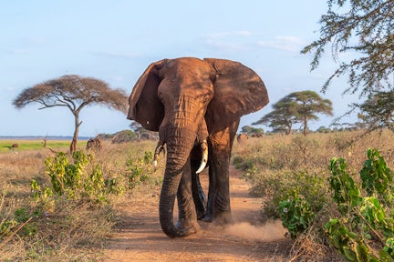 Tarangire National Park