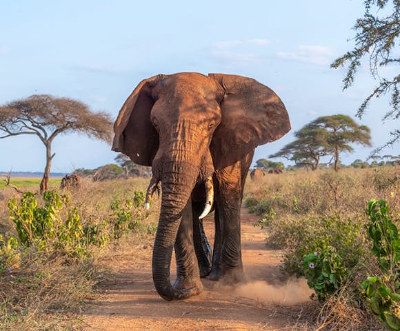 Tarangire National Park
