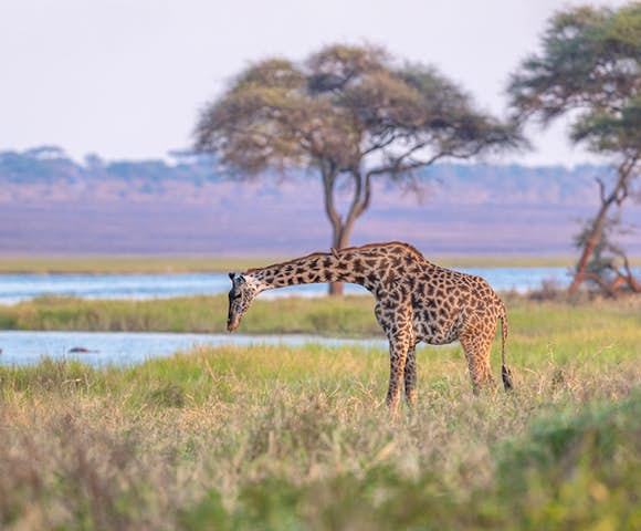 Tarangire National Park